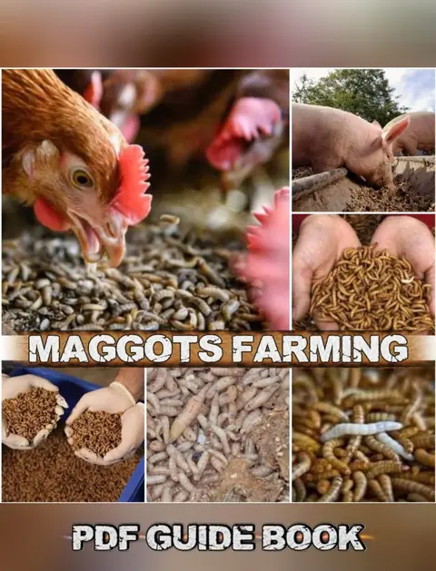 Maggots Farming PDF Guide Book